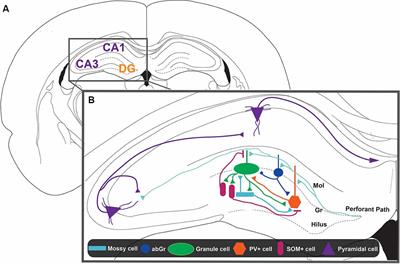 Neurophotonics Approaches for the Study of Pattern Separation